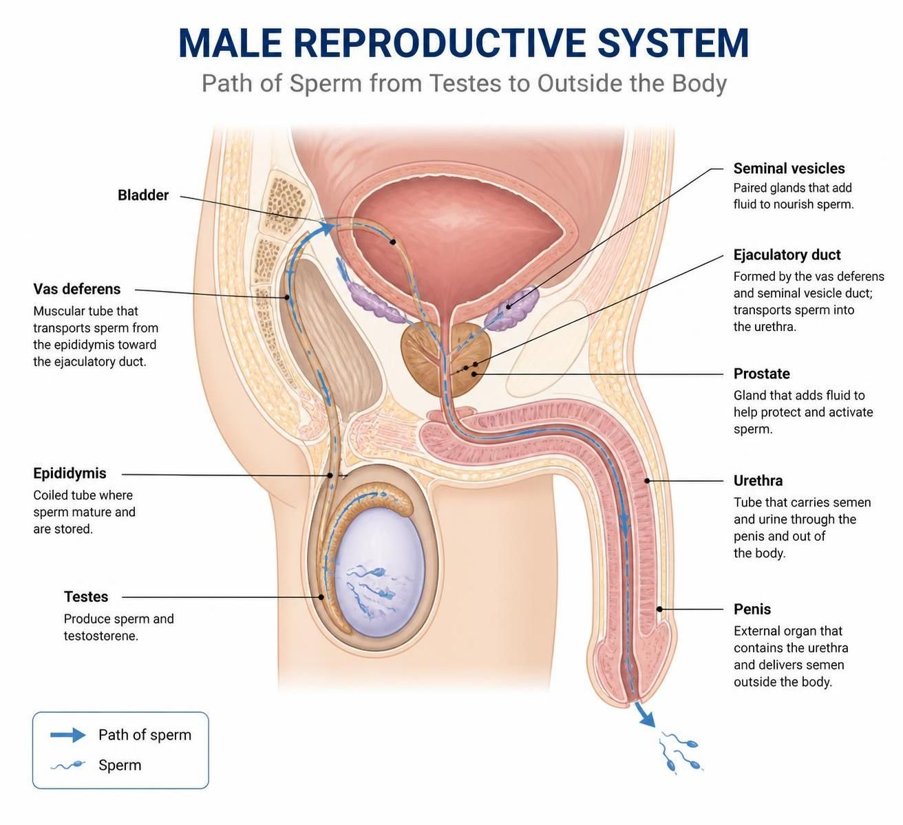path of sperm